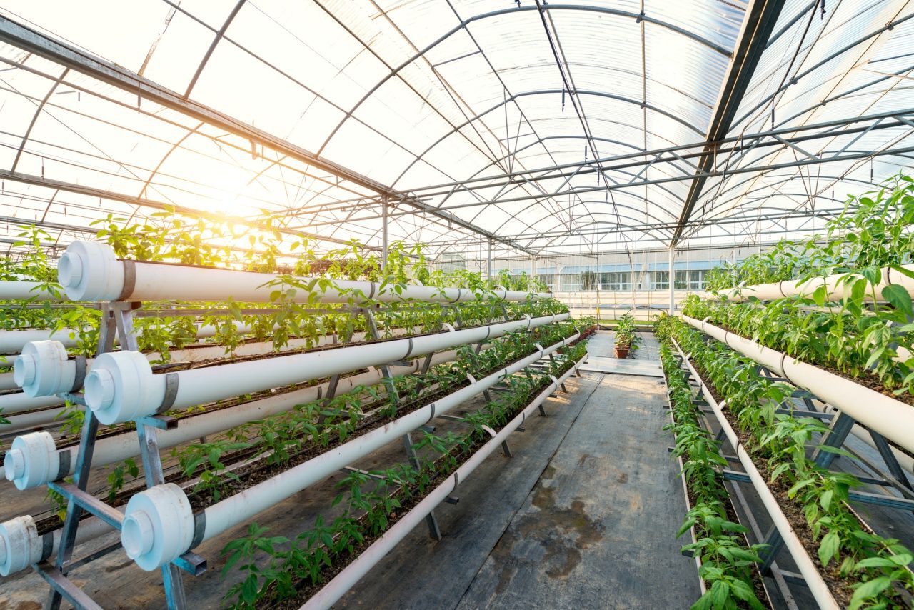 Serre moderne avec un système de culture hydroponique et des plantes en croissance.